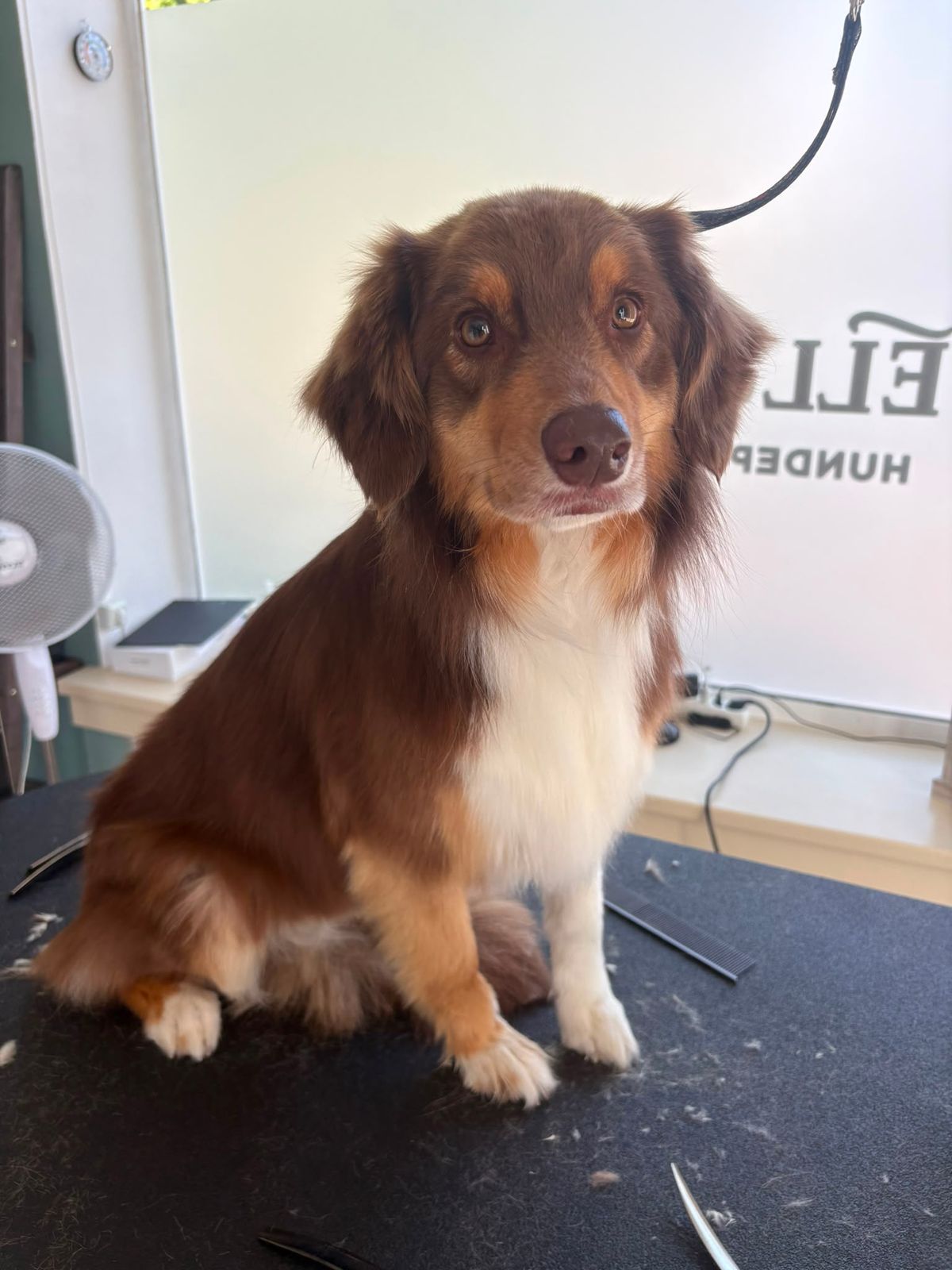 Brauner Australian Shepherd sitzt ruhig auf dem Pflegetisch im Salon